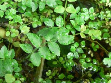 Fotografia da espécie Apium nodiflorum