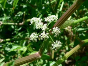 Fotografia da espécie Apium nodiflorum