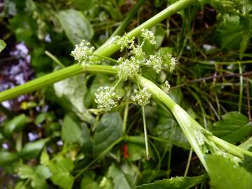 Fotografia da espécie Apium nodiflorum