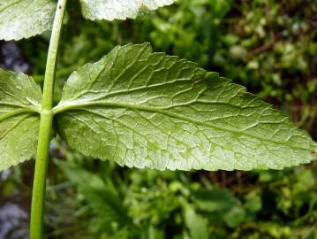 Fotografia da espécie Apium nodiflorum