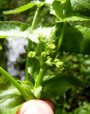 Fotografia 19 da espécie Apium nodiflorum no Jardim Botânico UTAD