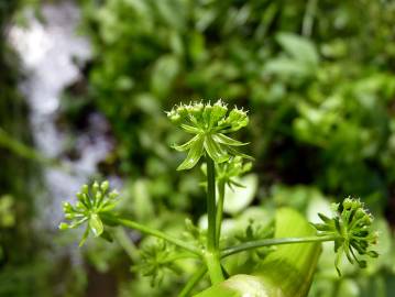 Fotografia da espécie Apium nodiflorum