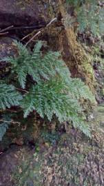 Fotografia da espécie Vandenboschia speciosa