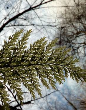 Fotografia 6 da espécie Vandenboschia speciosa no Jardim Botânico UTAD