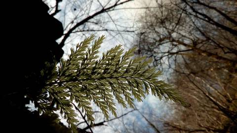 Fotografia da espécie Vandenboschia speciosa