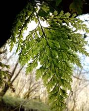 Fotografia da espécie Vandenboschia speciosa