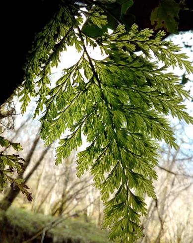 Fotografia de capa Vandenboschia speciosa - do Jardim Botânico