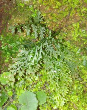 Fotografia 8 da espécie Vandenboschia speciosa no Jardim Botânico UTAD