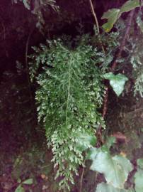 Fotografia da espécie Vandenboschia speciosa