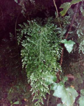 Fotografia 9 da espécie Vandenboschia speciosa no Jardim Botânico UTAD