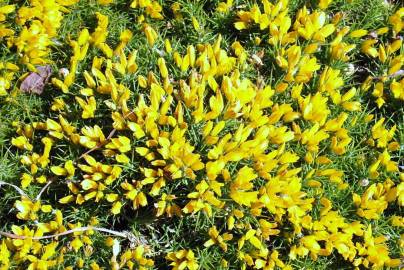 Fotografia da espécie Ulex densus