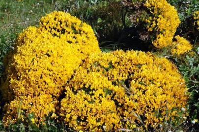 Fotografia da espécie Ulex densus