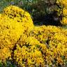 Fotografia 3 da espécie Ulex densus do Jardim Botânico UTAD