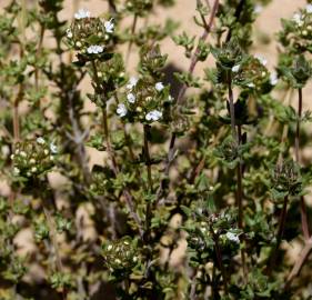 Fotografia da espécie Thymus capitellatus