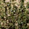 Fotografia 3 da espécie Thymus capitellatus do Jardim Botânico UTAD