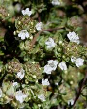 Fotografia da espécie Thymus capitellatus