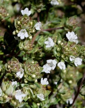 Fotografia 1 da espécie Thymus capitellatus no Jardim Botânico UTAD