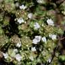 Fotografia 1 da espécie Thymus capitellatus do Jardim Botânico UTAD