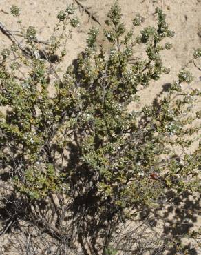 Fotografia 5 da espécie Thymus capitellatus no Jardim Botânico UTAD