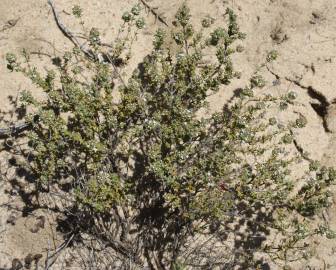Fotografia da espécie Thymus capitellatus
