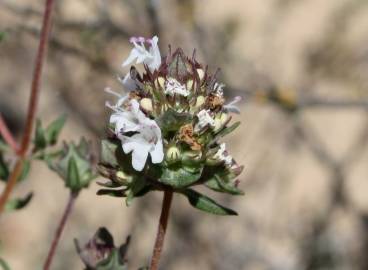 Fotografia da espécie Thymus capitellatus