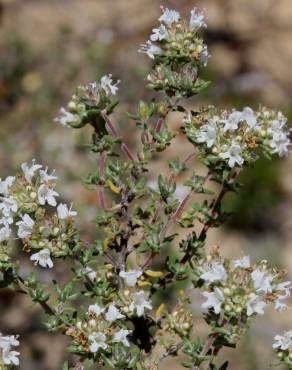 Fotografia 7 da espécie Thymus capitellatus no Jardim Botânico UTAD