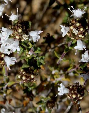 Fotografia 9 da espécie Thymus capitellatus no Jardim Botânico UTAD