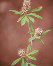 Fotografia da espécie Trifolium bocconei