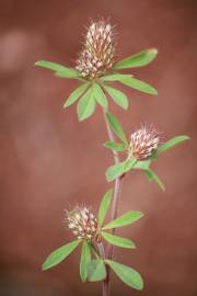 Fotografia da espécie Trifolium bocconei