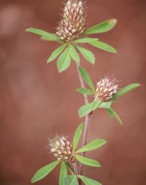 Fotografia 1 da espécie Trifolium bocconei no Jardim Botânico UTAD