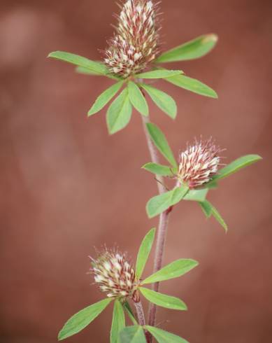 Fotografia de capa Trifolium bocconei - do Jardim Botânico