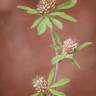 Fotografia 1 da espécie Trifolium bocconei do Jardim Botânico UTAD