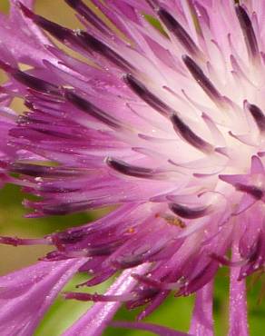 Fotografia 8 da espécie Silybum marianum no Jardim Botânico UTAD