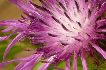 Fotografia da espécie Silybum marianum