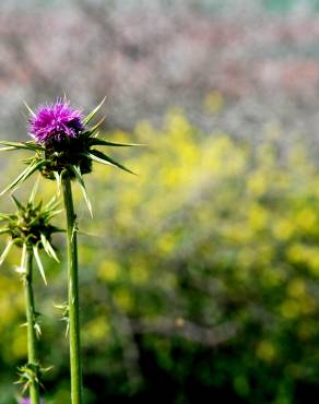 Fotografia 9 da espécie Silybum marianum no Jardim Botânico UTAD