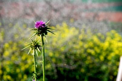 Fotografia da espécie Silybum marianum