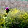 Fotografia 9 da espécie Silybum marianum do Jardim Botânico UTAD