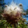 Fotografia 10 da espécie Silybum marianum do Jardim Botânico UTAD