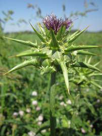 Fotografia da espécie Silybum marianum