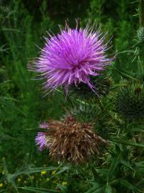 Fotografia da espécie Silybum marianum