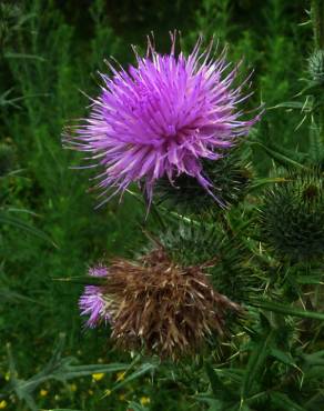 Fotografia 12 da espécie Silybum marianum no Jardim Botânico UTAD