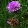 Fotografia 12 da espécie Silybum marianum do Jardim Botânico UTAD