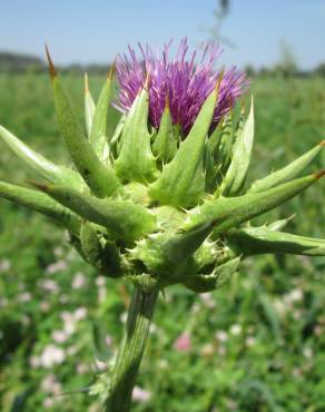 Fotografia 13 da espécie Silybum marianum no Jardim Botânico UTAD