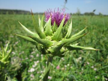 Fotografia da espécie Silybum marianum