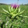 Fotografia 13 da espécie Silybum marianum do Jardim Botânico UTAD