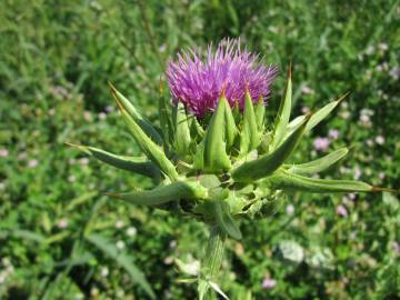 Fotografia da espécie Silybum marianum