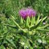 Fotografia 14 da espécie Silybum marianum do Jardim Botânico UTAD