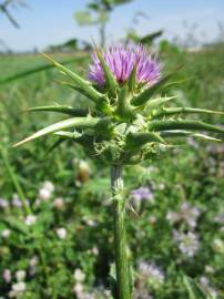 Fotografia da espécie Silybum marianum