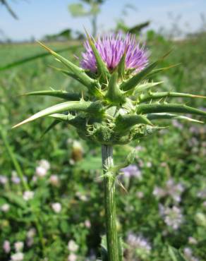 Fotografia 15 da espécie Silybum marianum no Jardim Botânico UTAD