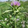 Fotografia 15 da espécie Silybum marianum do Jardim Botânico UTAD